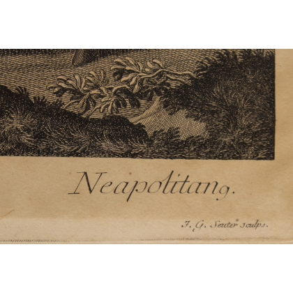 Radierung eines „neapolitanischen“ Pferdes von Moinat SA – Antiquitäten und Dekoration – Radierungen, Lithografien