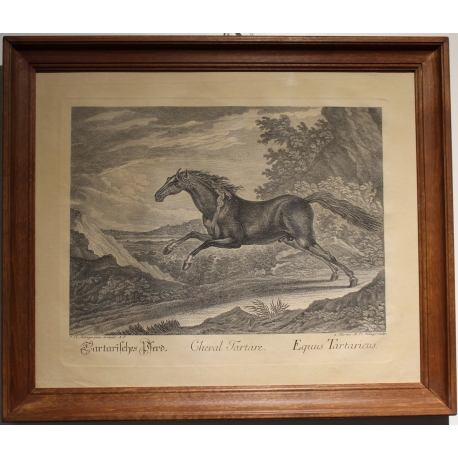 Stich „Tatarisches Pferd“ von RIDINGER  bei Moinat SA  – Antiquitäten und Dekoration –  Stiche, Lithografien