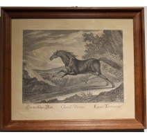 Gravure "Cheval Tartare" de RIDINGER