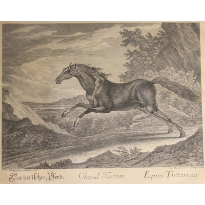 Stich „Tatarisches Pferd“ von RIDINGER  bei Moinat SA  – Antiquitäten und Dekoration –  Stiche, Lithografien