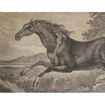 Stich „Tatarisches Pferd“ von RIDINGER  bei Moinat SA  – Antiquitäten und Dekoration –  Stiche, Lithografien