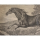 Gravure "Cheval Tartare" de RIDINGER