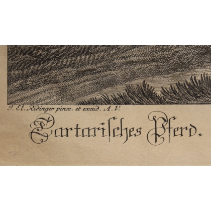 Stich „Tatarisches Pferd“ von RIDINGER  bei Moinat SA  – Antiquitäten und Dekoration –  Stiche, Lithografien