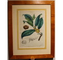Gravure Napoléonée