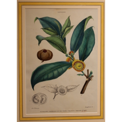 Gravure Napoléonée