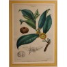 Gravure Napoléonée