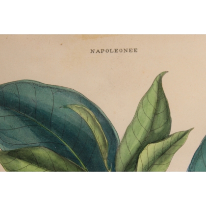 Gravure Napoléonée