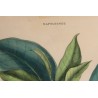 Gravure Napoléonée