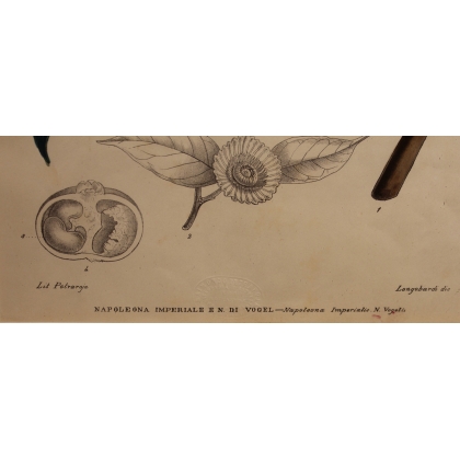 Gravure Napoléonée