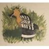 Gravure "Huppe se possant" signée Robert HAINARD