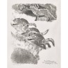 Gravure "Renardeaux se poursuivant" signée HAINARD