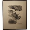 Gravure "Renardeaux se poursuivant" signée HAINARD