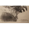 Gravure "Renardeaux se poursuivant" signée HAINARD