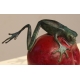 Grenouille grimpant sur une pomme en bronze