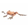 Giant bronze frog
