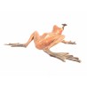 Giant bronze frog