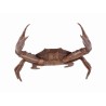 Bronze crab