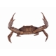 Crabe en bronze