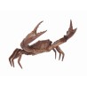 Bronze crab