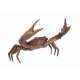 Crabe en bronze