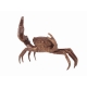 Crabe pince droite plus grande en bronze