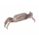 Crabe pince gauche plus grande en bronze