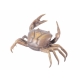 Crabe pince gauche plus grande en bronze