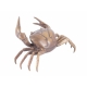 Crabe pince gauche plus grande en bronze