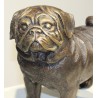 Bronze Pug