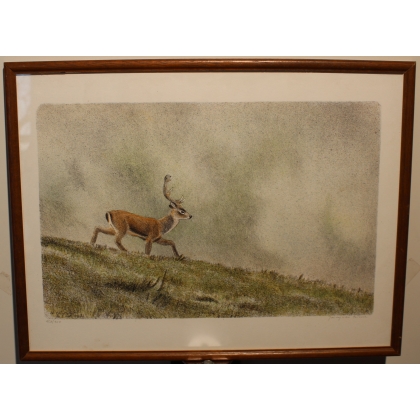 Engraving "Stag" signed RHYME