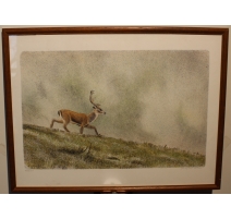 Engraving "Stag" signed RHYME