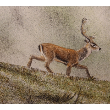 Gravure "Cerf" signée RIME