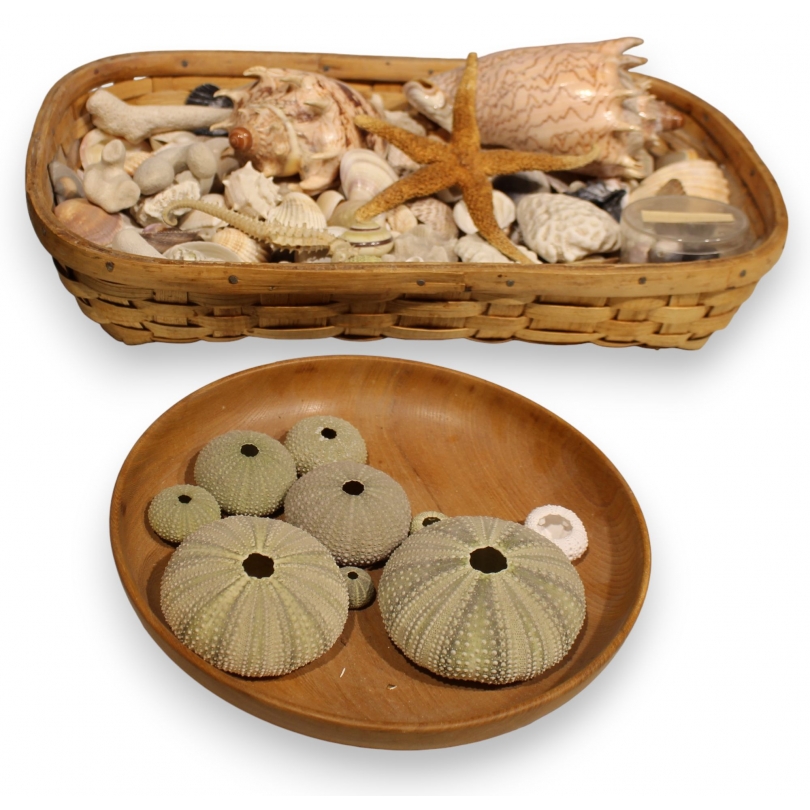 Collection of antique shells