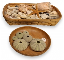 Collection de coquillages anciens