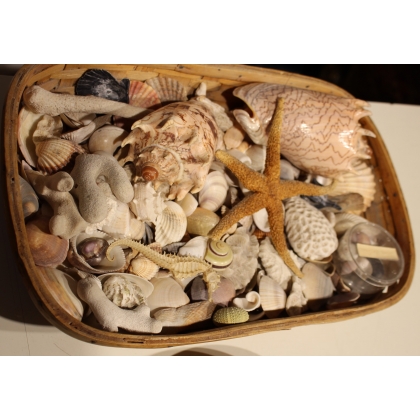Collection of antique shells