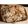 Collection of antique shells