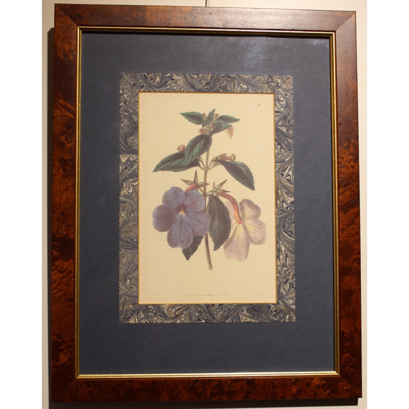 English engraving "Flowers", frame magnifying glass