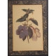 English engraving "Flowers", frame magnifying glass