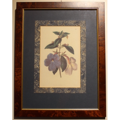 Gravure anglaise "Fleurs", cadre en loupe