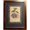 Gravure anglaise "Fleurs", cadre en loupe