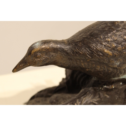 Bronze water hen