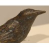 Bronze sparrow