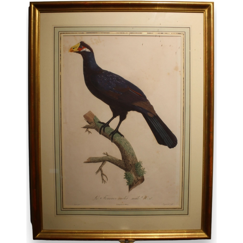 Engraving entitled ‘Violet Touraco’ by AUGUSTE