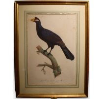 Gravure "Touraco Violet" par AUGUSTE