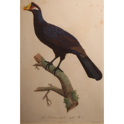 Engraving entitled ‘Violet Touraco’ by AUGUSTE