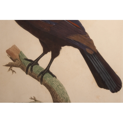 Engraving entitled ‘Violet Touraco’ by AUGUSTE