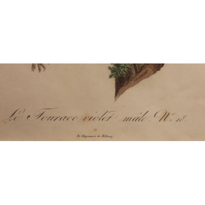 Engraving entitled ‘Violet Touraco’ by AUGUSTE