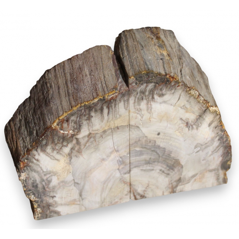 Paire de serre-livres en bois fossilisé