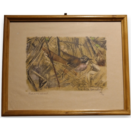 Gravure "Fauvette grisette" signée HAINARD
