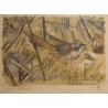 Gravure "Fauvette grisette" signée HAINARD